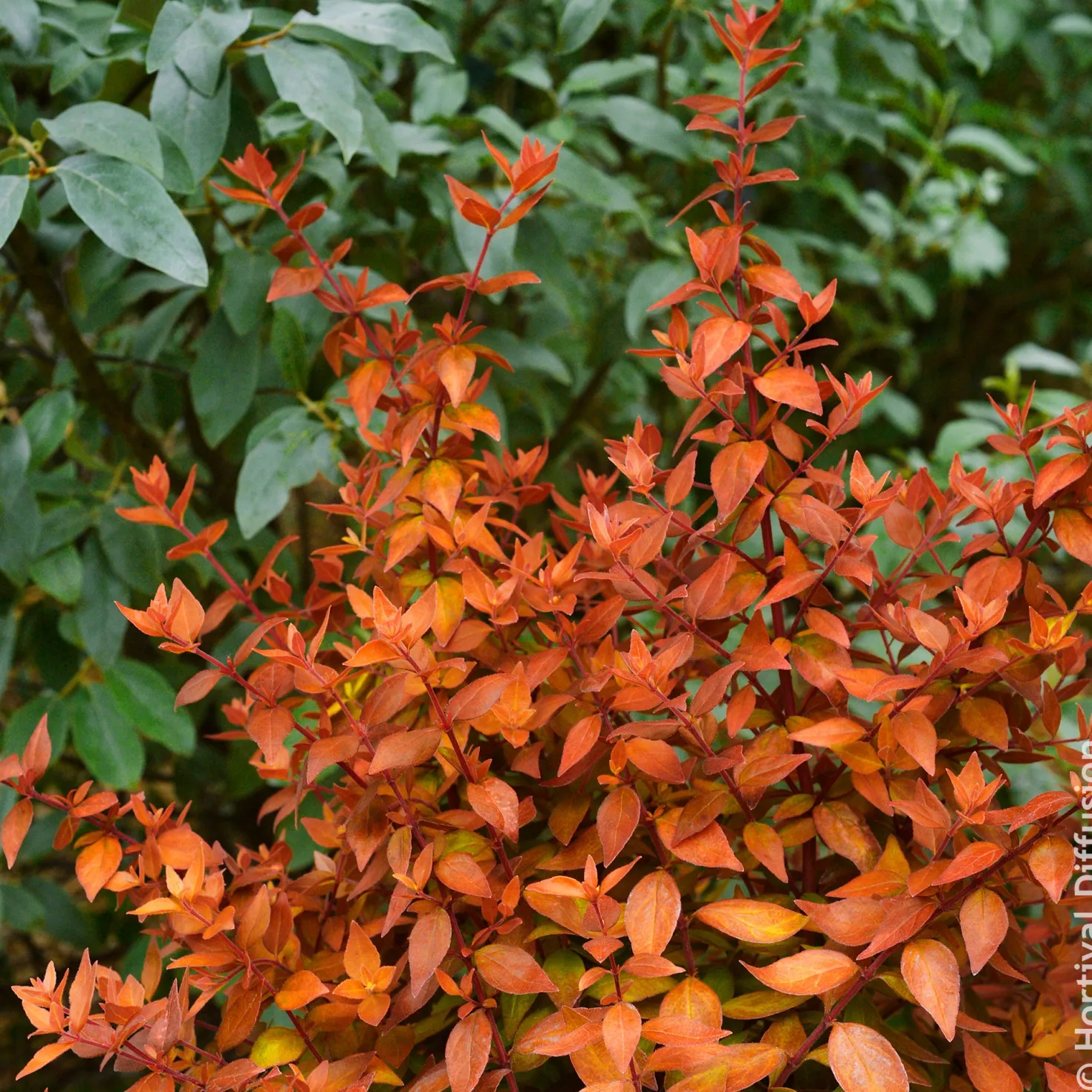 Großblütige Abelie Caramel Charm - Blüten den ganzen Sommer