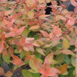 Großblütige Abelie Caramel Charm - Blüten den ganzen Sommer