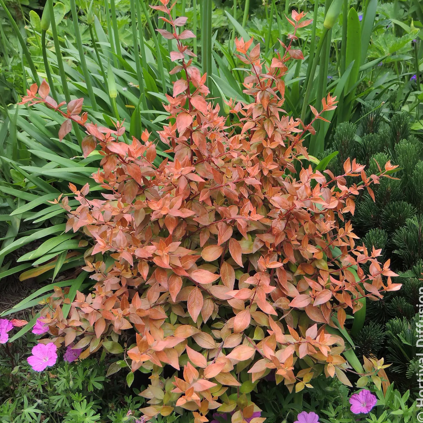 Großblütige Abelie Caramel Charm - Blüten den ganzen Sommer