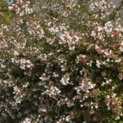 Großblütige Abelie Pisto - Blüten von Mai bis Oktober