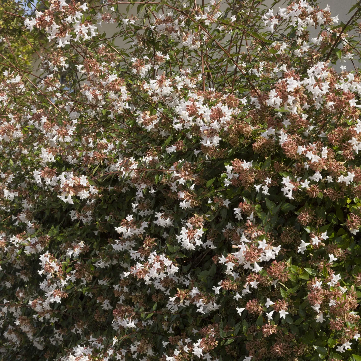 Großblütige Abelie Pisto - Blüten von Mai bis Oktober