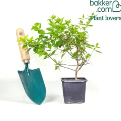 Großblütige Abelie Pisto - Blüten von Mai bis Oktober