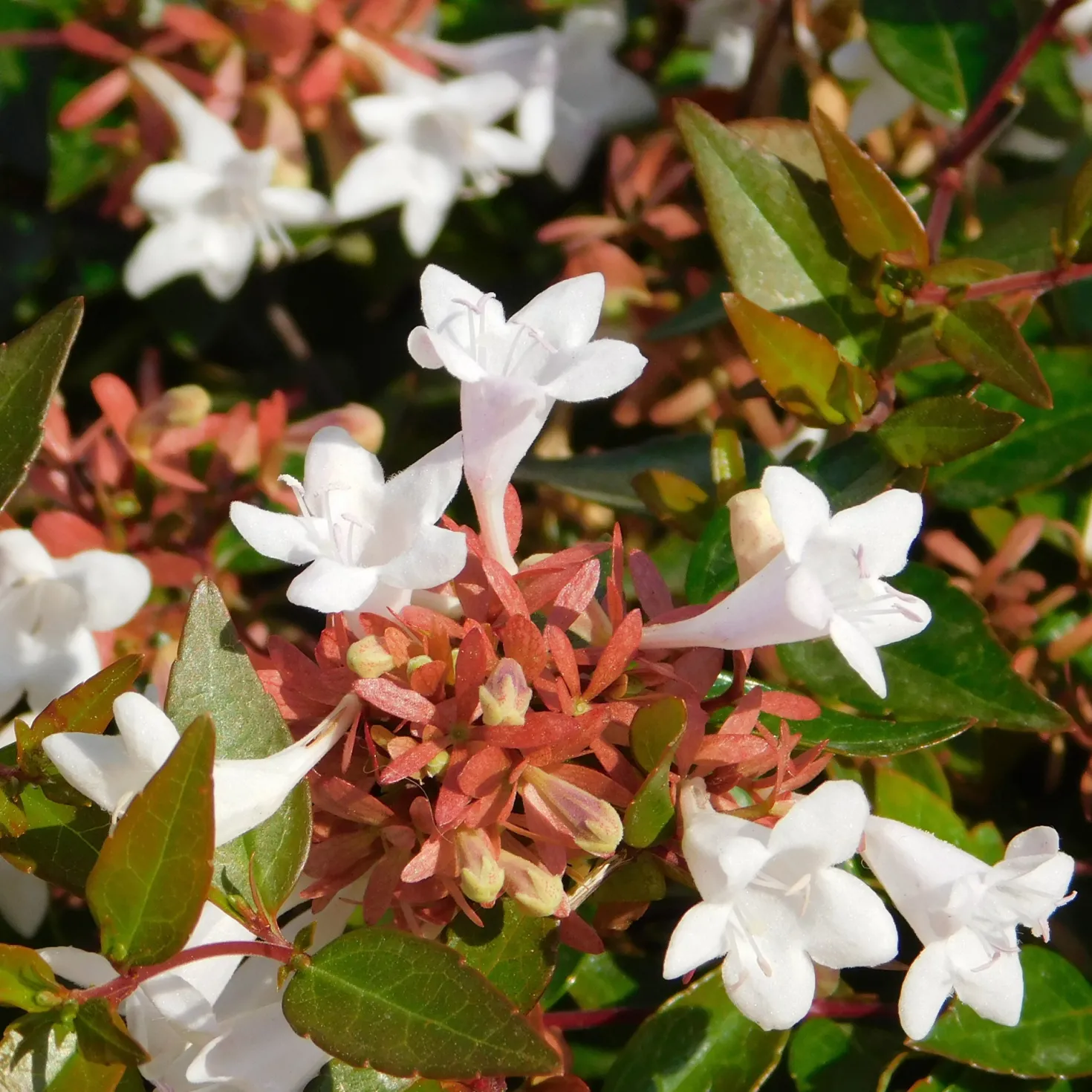 Großblütige Abelie Pisto - Blüten von Mai bis Oktober
