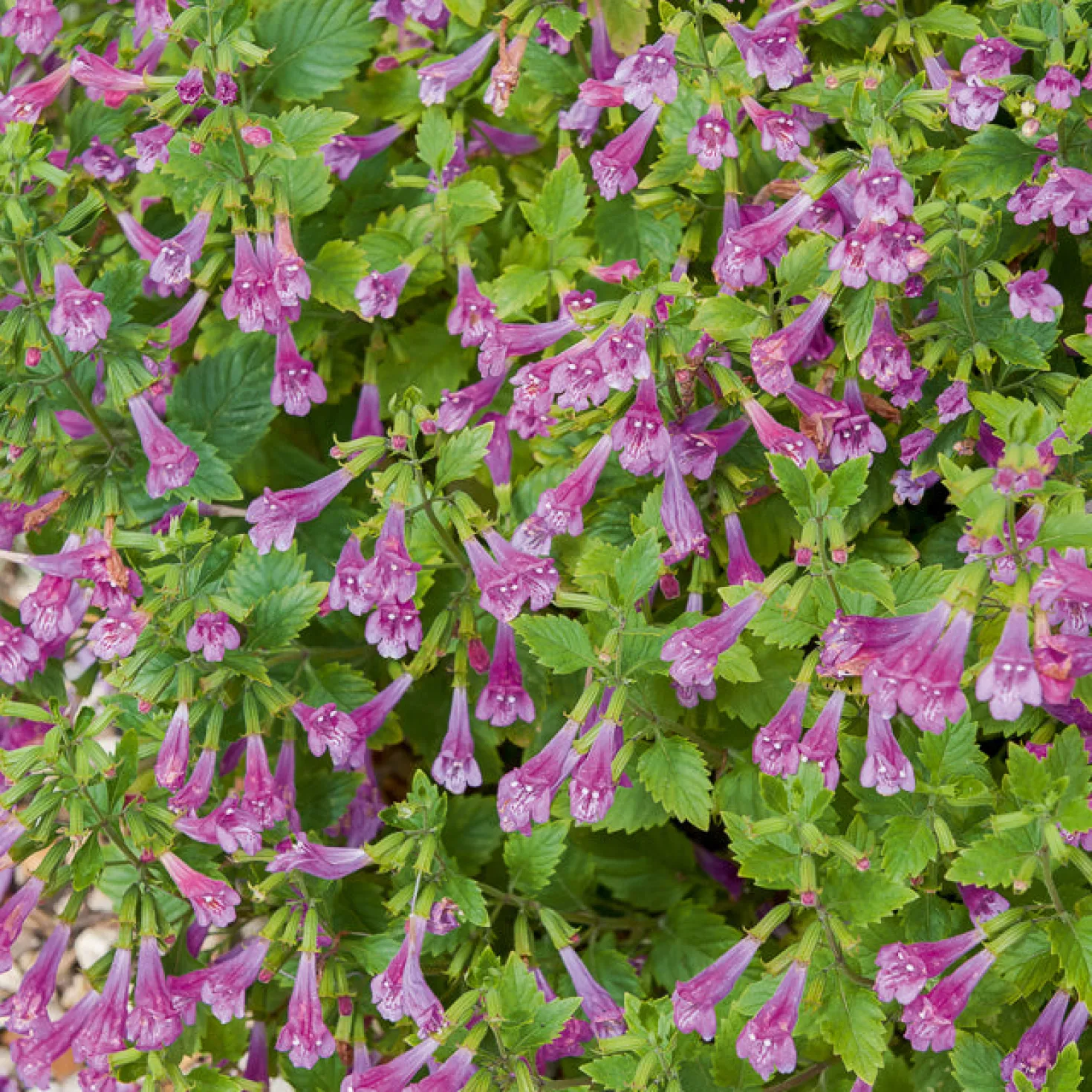 Großblütige Bergminze - Duftend, bienenfreundlich, robust