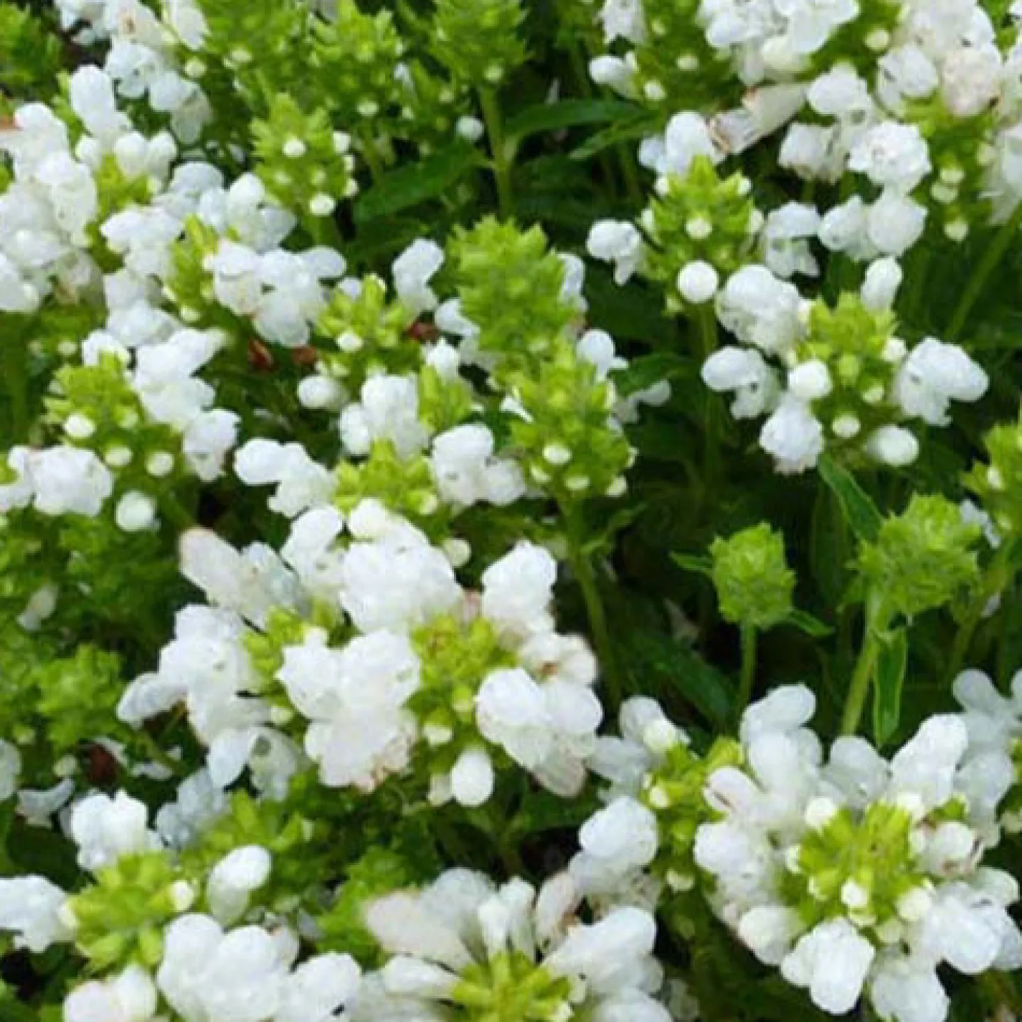 Großblütige Braunelle 'Loveliness' - Weißer Blütenteppich im Nu