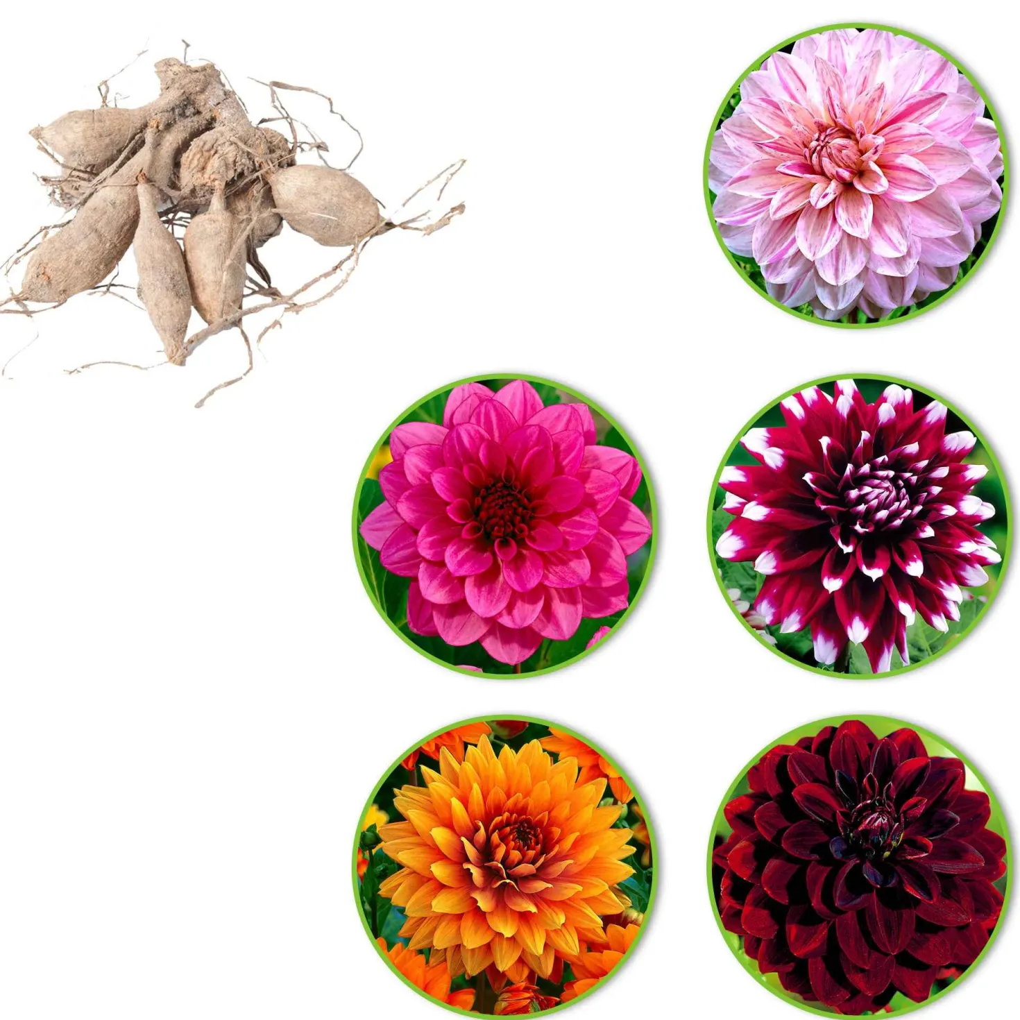Großblütige Dahlien Mischung (x5) - Riesige Blüten den ganzen Sommer