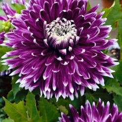Großblütige Dahlie 'Vancouver' (x3) - Blüten wie gemalt