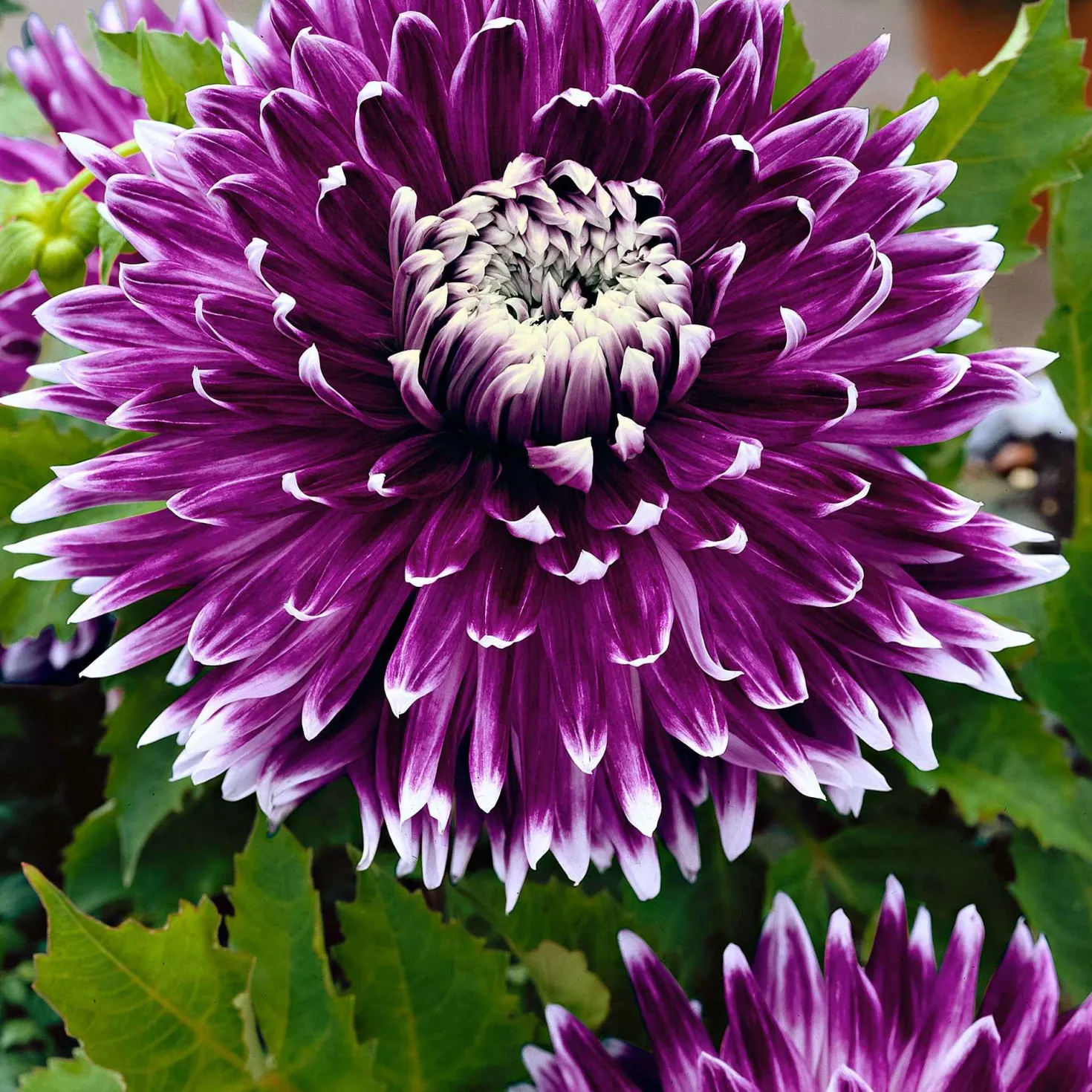 Großblütige Dahlie 'Vancouver' (x3) - Blüten wie gemalt