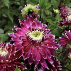 Großblütige Dahlie 'Vancouver' (x3) - Blüten wie gemalt