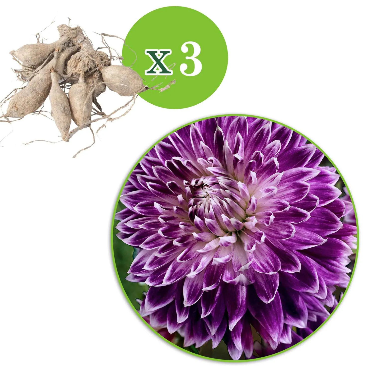 Großblütige Dahlie 'Vancouver' (x3) - Blüten wie gemalt