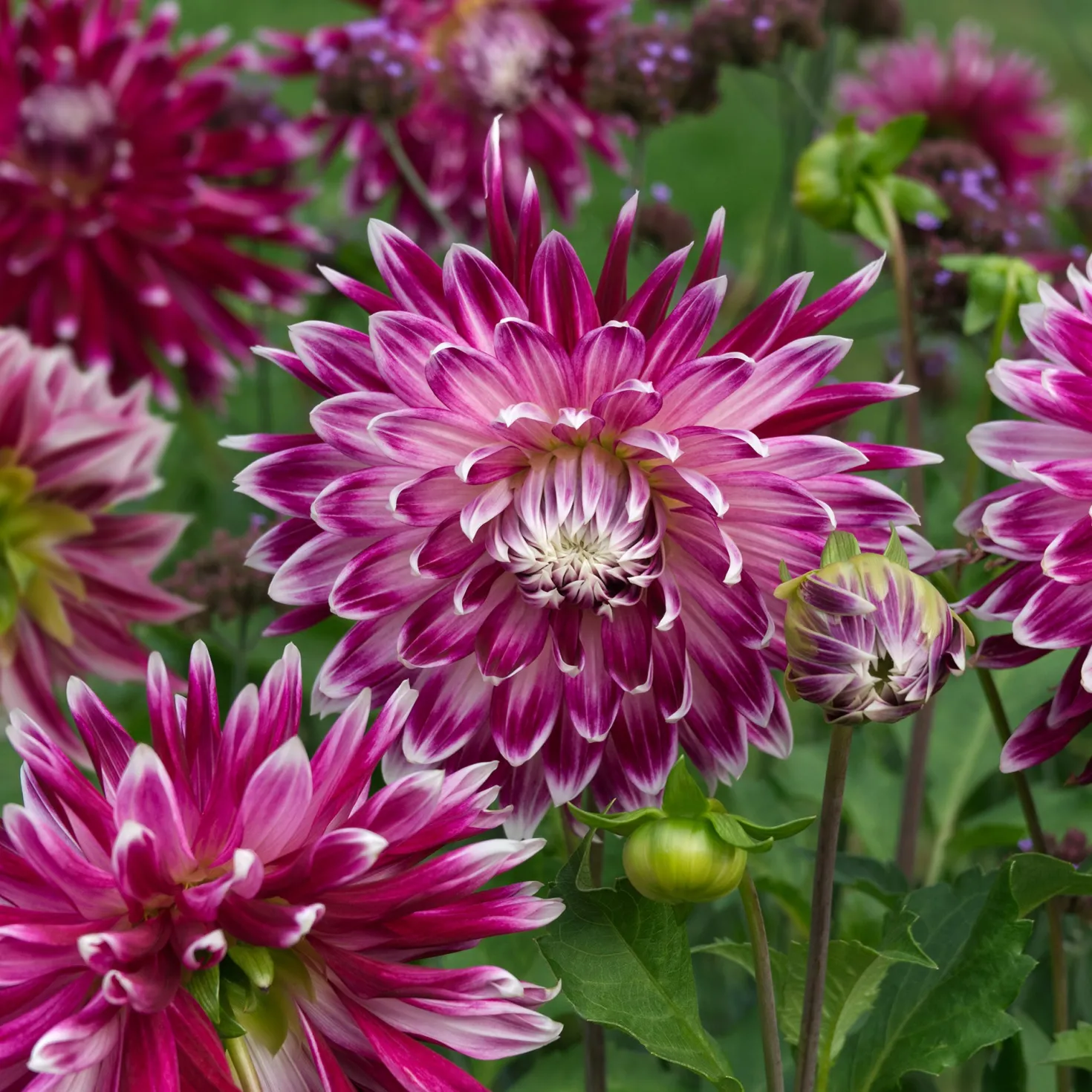 Großblütige Dahlie 'Vancouver' (x3) - Blüten wie gemalt