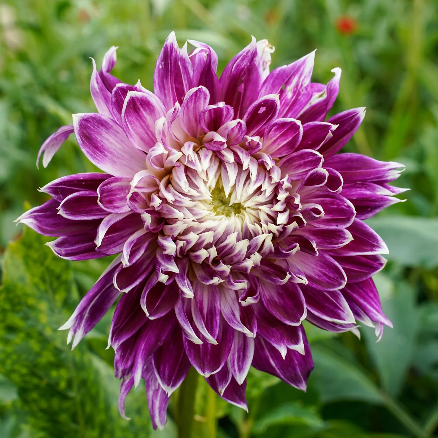 Großblütige Dahlie 'Vancouver' (x3) - Blüten wie gemalt