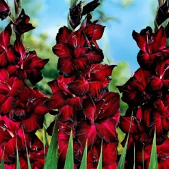 Großblütige Gladiole 'Black Jack' (x25) - Dunkles Rot, das auffällt