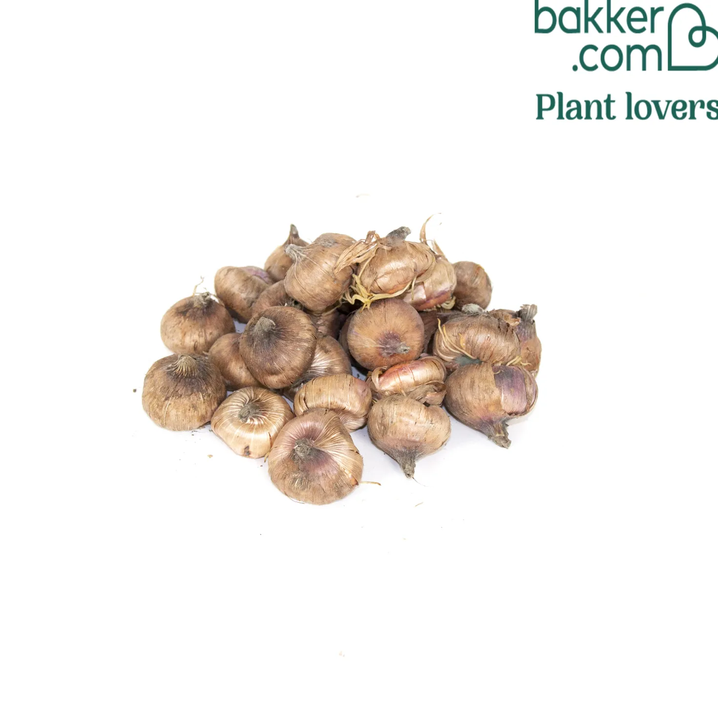 Großblütige Gladiole 'Black Jack' (x25) - Dunkles Rot, das auffällt