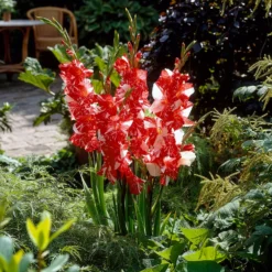 Großblütige Gladiole 'Zizanie' (x25) - Feuerrote Blüten im Sommer