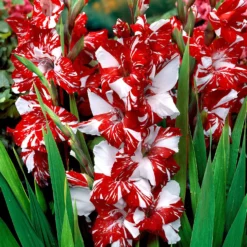Großblütige Gladiole 'Zizanie' (x25) - Feuerrote Blüten im Sommer