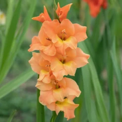 Großblütige Hybrid-Gladiolen Cornelli (x15) - Leuchtend orange im Beet