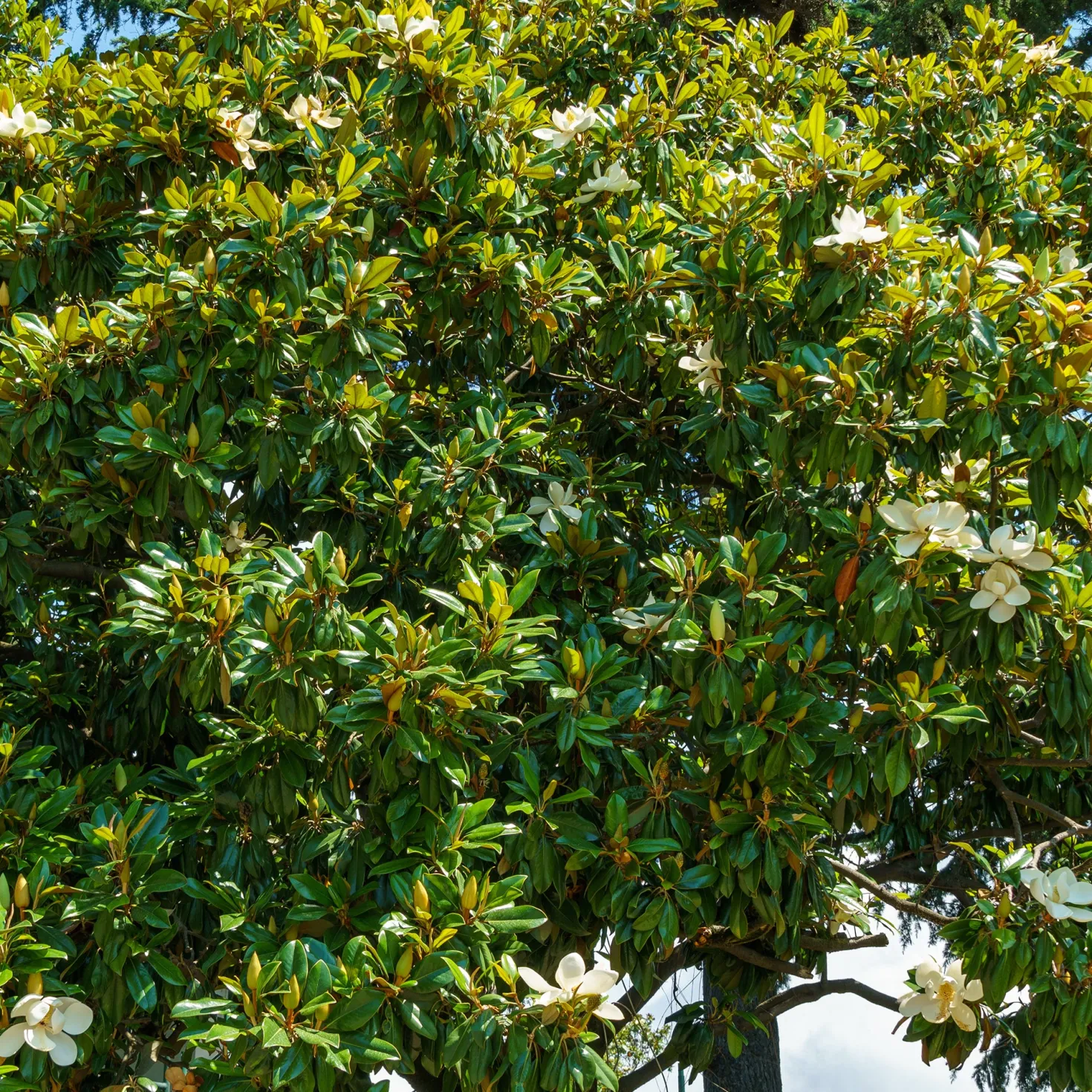 Großblütige Magnolie Alta - Immergrün und riesige Blüten
