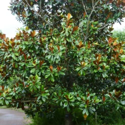 Großblütige Magnolie Alta - Immergrün und riesige Blüten