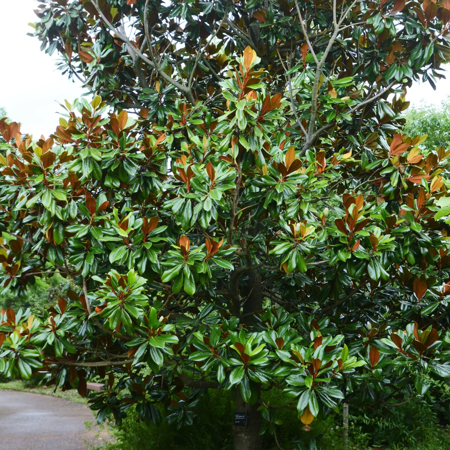 Großblütige Magnolie Alta - Immergrün und riesige Blüten