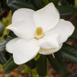 Großblütige Magnolie Alta - Immergrün und riesige Blüten