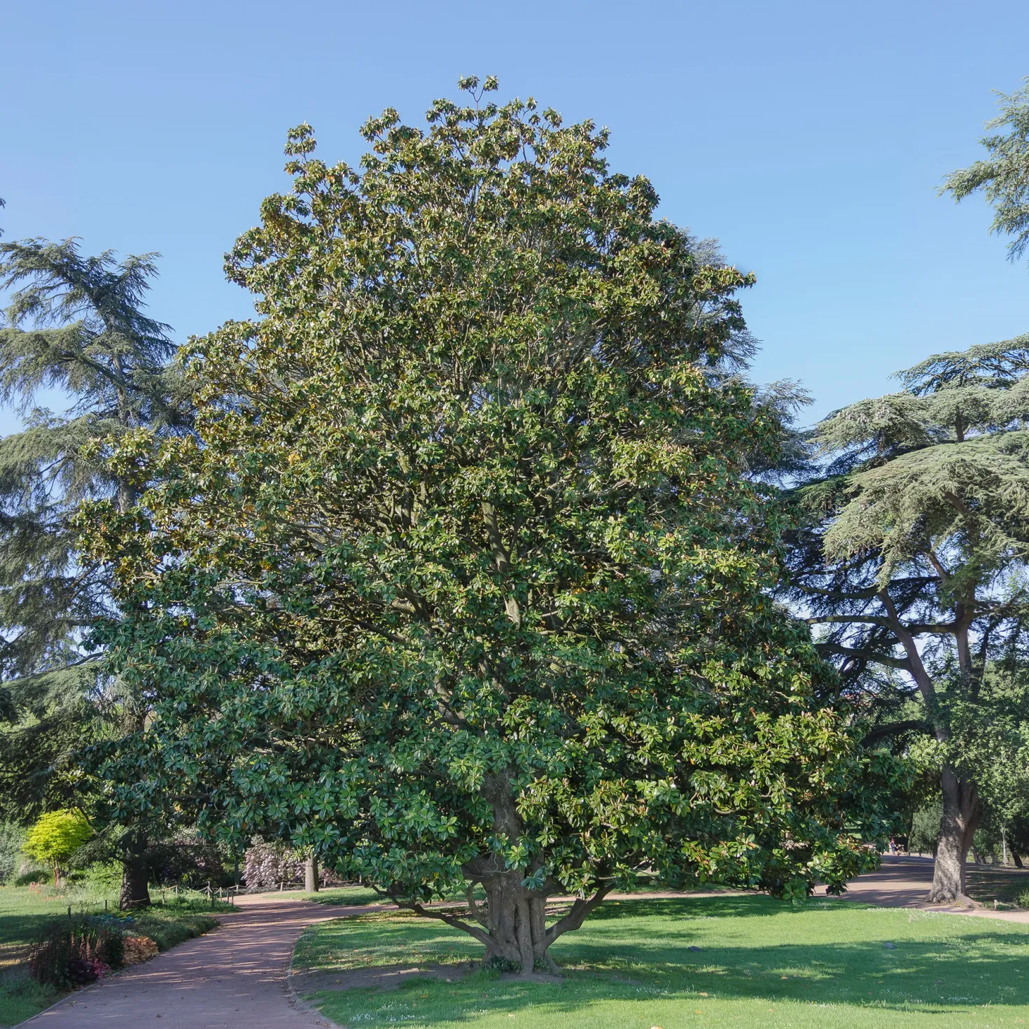 Großblütige Magnolie Alta - Immergrün und riesige Blüten