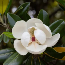 Großblütige Magnolie Alta - Immergrün und riesige Blüten