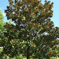 Großblütige Magnolie - Immergrün und riesige Blüten