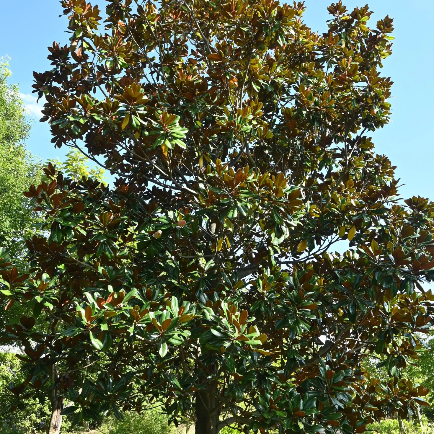 Großblütige Magnolie - Immergrün und riesige Blüten