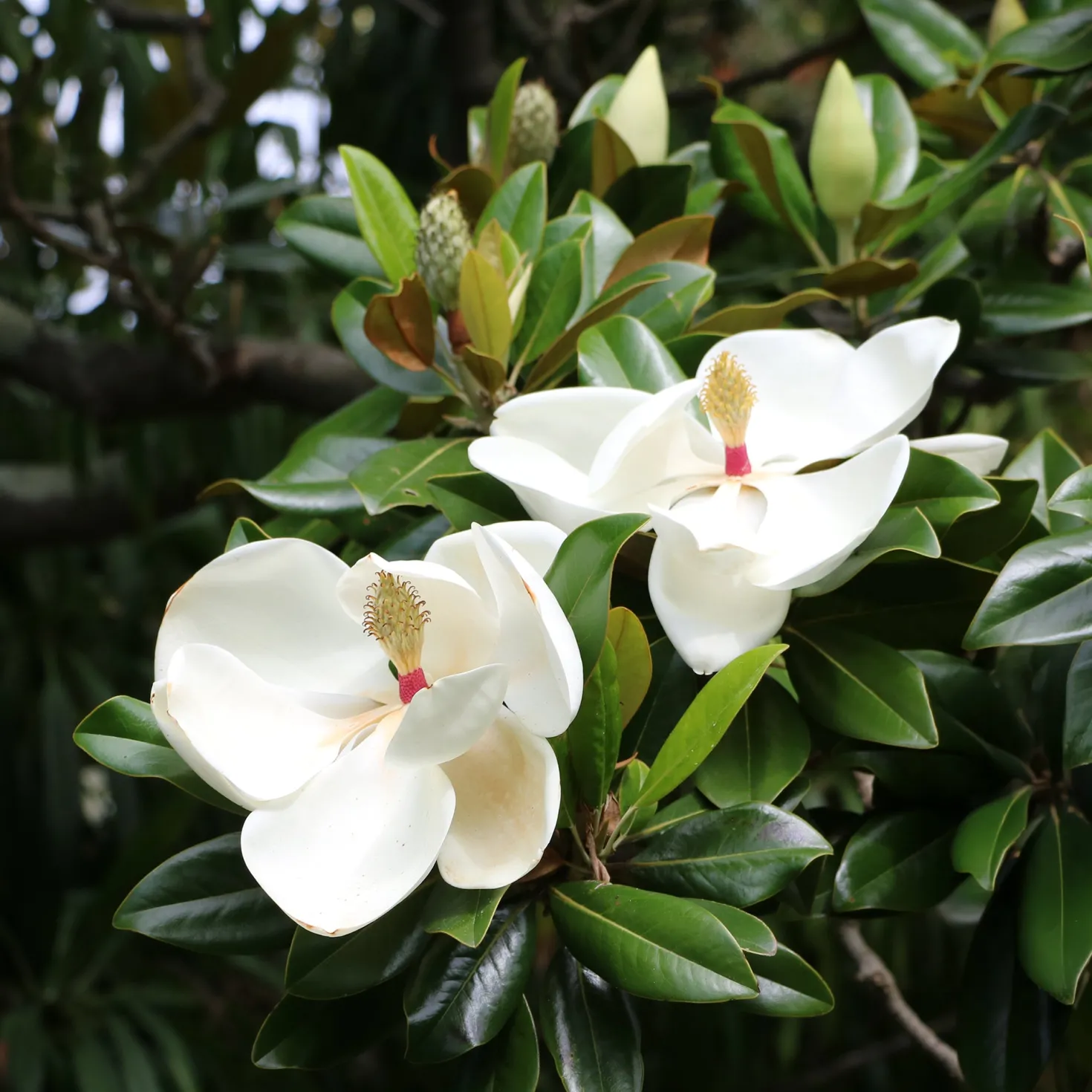Großblütige Magnolie - Immergrün und riesige Blüten