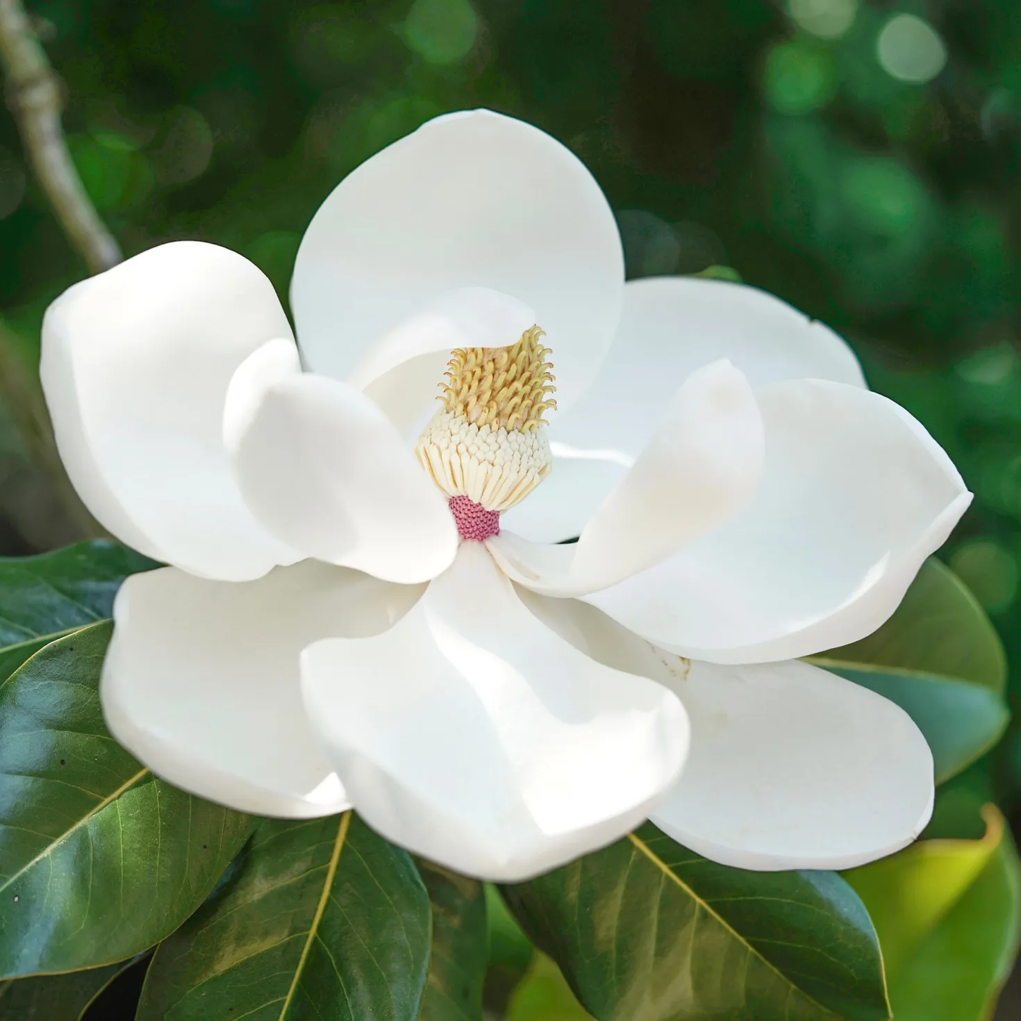 Großblütige Magnolie Little Gem - Immergrün und riesige Blüten