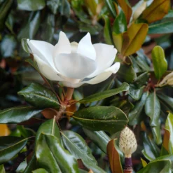 Großblütige Magnolie Little Gem - Immergrün und riesige Blüten