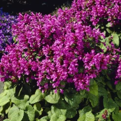 Großblütiger Ziest Superba - Violette Blüten den ganzen Sommer