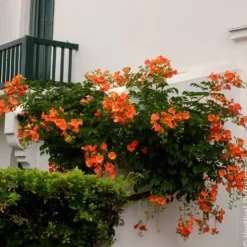 Großblütige Trompetenblume - Exotik an Ihrer Wand