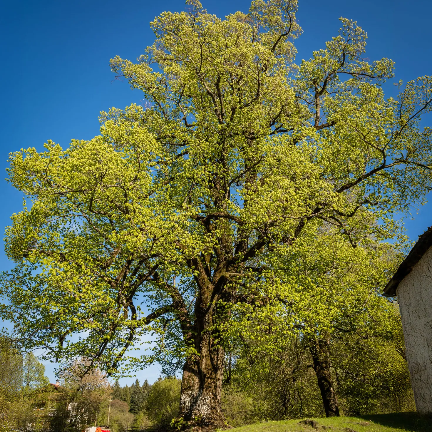 Großblättrige Linde - Schatten in Rekordzeit