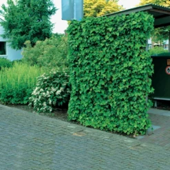 Großblättriger Irischer Efeu (x3) - Grüne Wand im Nu