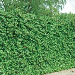 Großblättriger Irischer Efeu (x3) - Grüne Wand im Nu