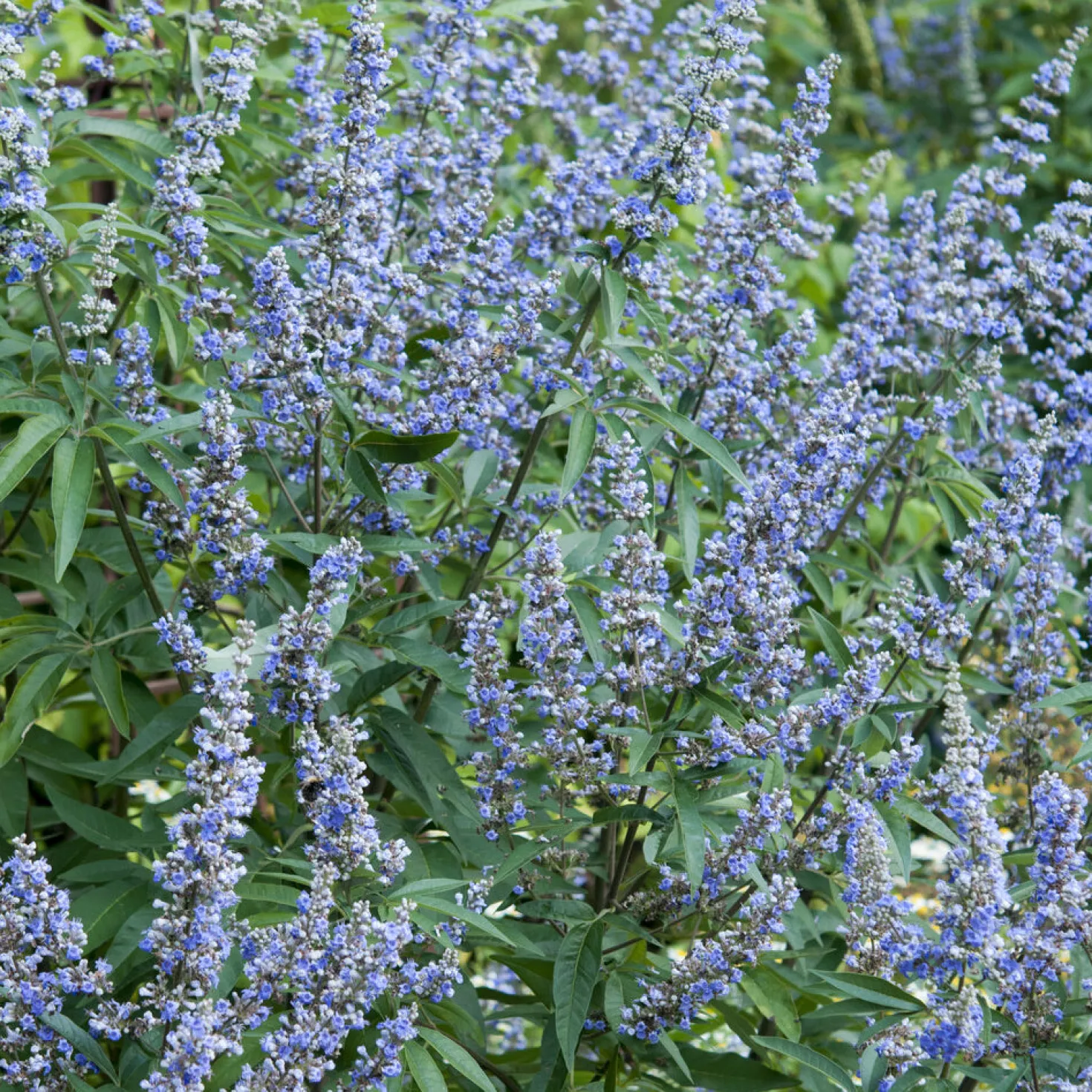 Großblättriger Mönchspfeffer - Sommerblau für Bienen