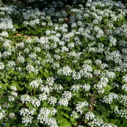 Großblättrige Schaumkraut - Weißes Blütenmeer im Schatten