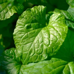 Großblättrige Schaumkraut - Weißes Blütenmeer im Schatten