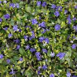 Großblättriges Immergrün Variegata - Grün-weißer Teppich im Schatten