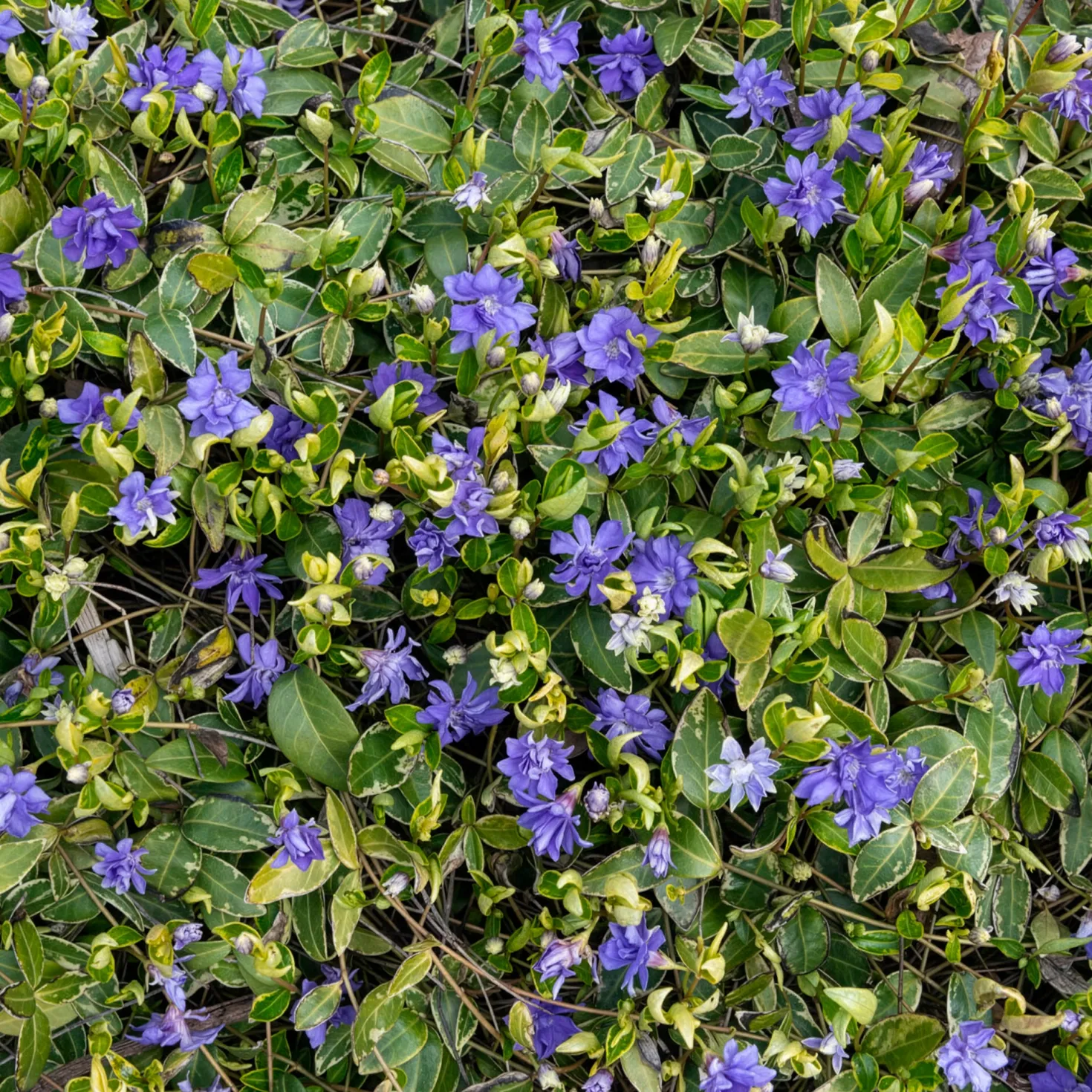 Großblättriges Immergrün Variegata - Grün-weißer Teppich im Schatten