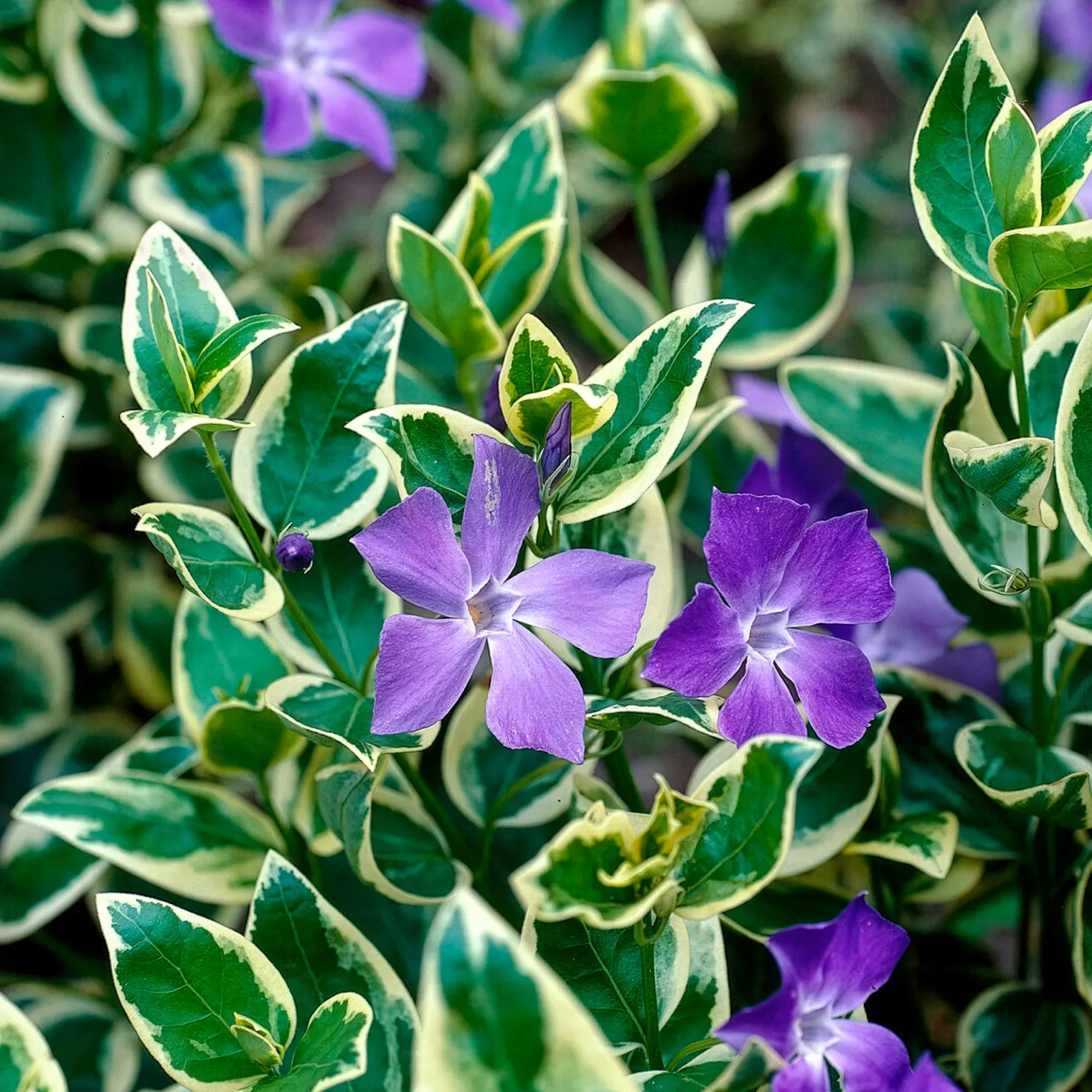 Großblättriges Immergrün Variegata - Grün-weißer Teppich im Schatten