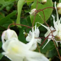 Großblumige Elfenblumen - Blüht selbst im tiefen Schatten