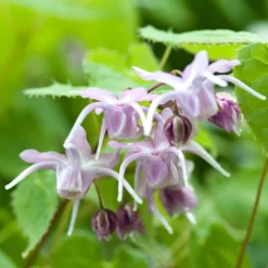 Großblumige Elfenblumen - Blüht selbst im tiefen Schatten