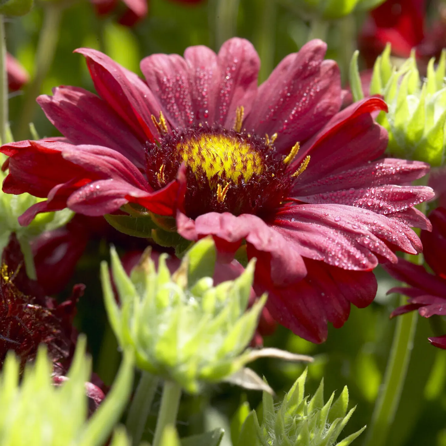 Großblumige Kokardenblume 'Burgunder' - Sechs Monate lang rot