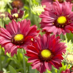 Großblumige Kokardenblume 'Burgunder' - Sechs Monate lang rot