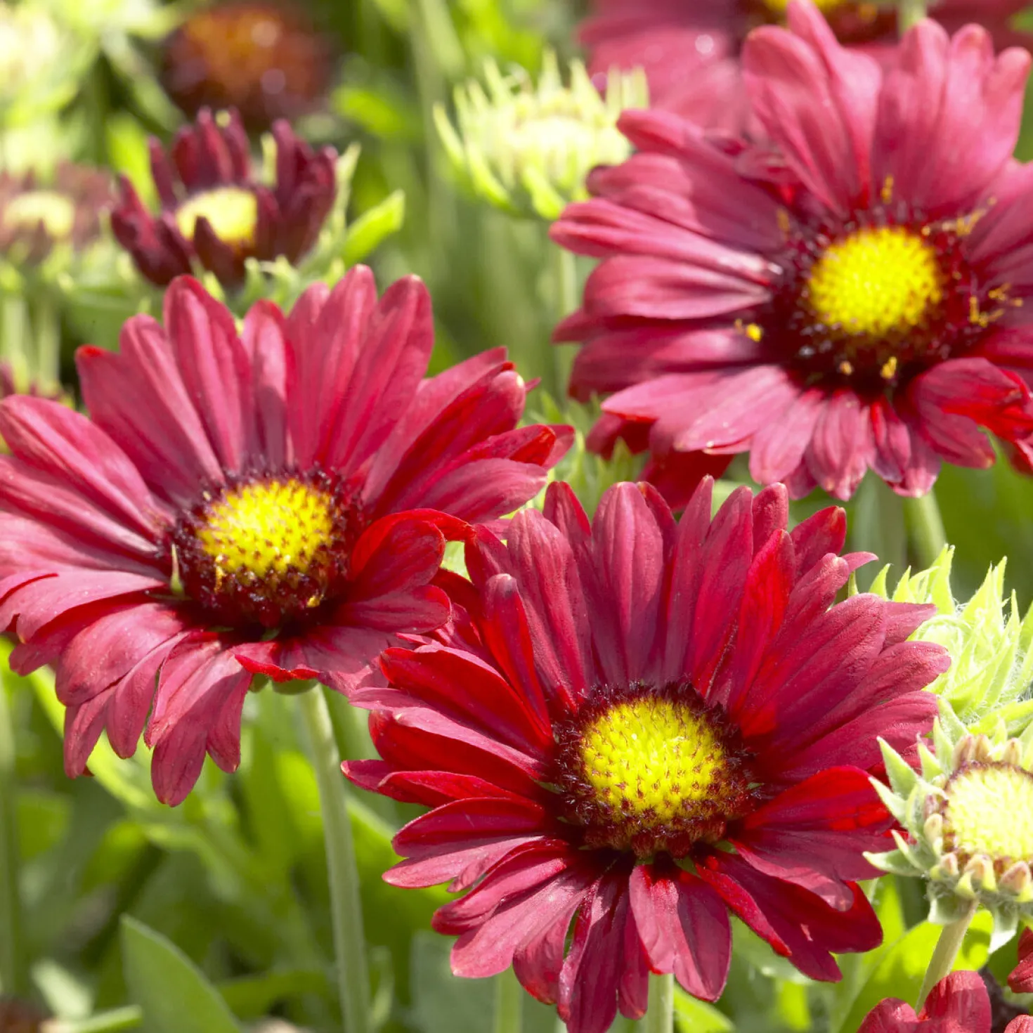 Großblumige Kokardenblume 'Burgunder' - Sechs Monate lang rot