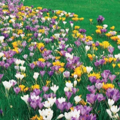 Großblumige Krokusse Mischung - Erste Farben nach dem Winter