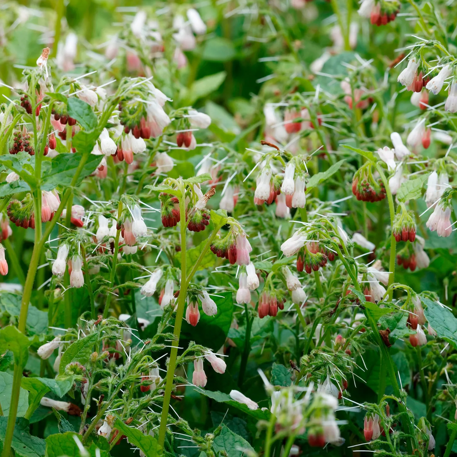 Großblumiger Beinwell Hidcote Pink - Grün, wo nichts wächst
